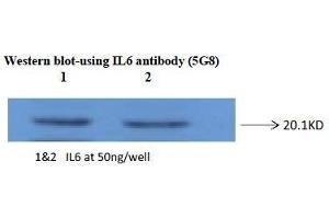 Western Blotting (WB) image for anti-Interleukin 6 (IL6) antibody (ABIN1107856) (IL-6 Antikörper)