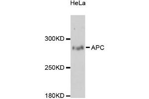Western blot analysis of extracts of HeLa cells, using APC antibody (ABIN5975805) at 1:3000 dilution. (APC Antikörper)