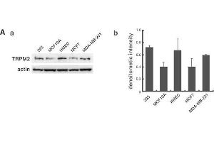 Western Blotting (WB) image for anti-Actin, beta (ACTB) (AA 350-375) antibody (ABIN129657)