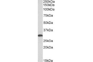 ABIN4902654 (0. (HMOX1 Antikörper)