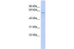 ZBTB2 antibody used at 0. (ZBTB2 Antikörper  (Middle Region))