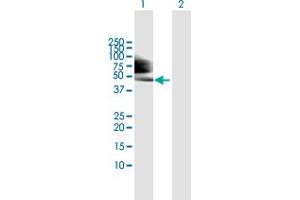 Western Blot analysis of TP53 expression in transfected 293T cell line by TP53 MaxPab polyclonal antibody. (p53 Antikörper  (AA 1-393))