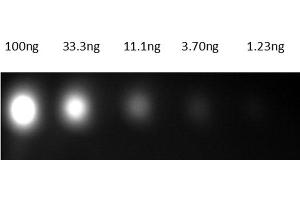Dot Blot of Anti-Mouse IgG Antibody800 Conjugate Dot Blot results of Goat Anti-Mouse IgG Antibody800 Conjugate. (Ziege anti-Maus IgG Antikörper (DyLight 800) - Preadsorbed)
