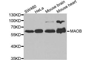 Western blot analysis of extracts of various cell lines, using MAOB antibody. (Monoamine Oxidase B Antikörper)