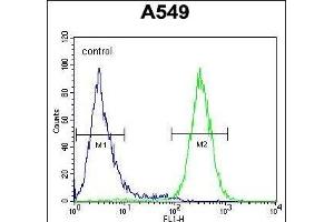 GTPBP8 Antibody (Center) (ABIN654550 and ABIN2844261) flow cytometric analysis of A549 cells (right histogram) compared to a negative control cell (left histogram). (GTPBP8 Antikörper  (AA 122-150))