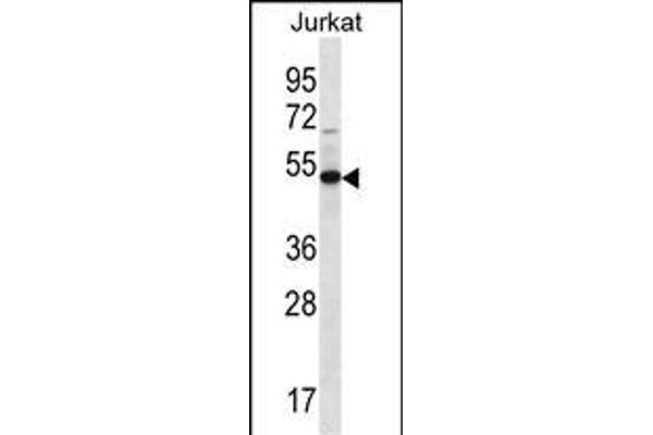 FAM8A1 Antikörper  (N-Term)