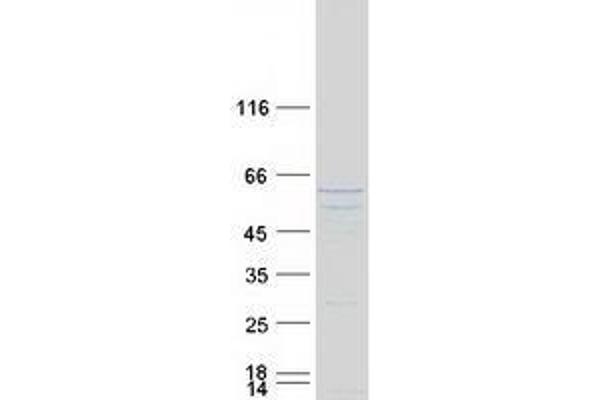 TSSC1 Protein (Myc-DYKDDDDK Tag)