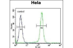 FNIP2 Antibody (C-term) (ABIN654611 and ABIN2844311) flow cytometric analysis of Hela cells (right histogram) compared to a negative control cell (left histogram). (FNIP2 Antikörper  (C-Term))