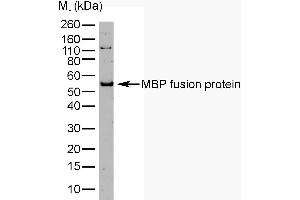 Western Blotting (WB) image for anti-Maltose Binding Protein (MBP) antibody (ABIN2475478) (Maltose Binding Protein Antikörper)