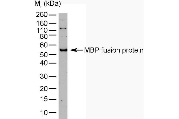 Maltose Binding Protein Antikörper