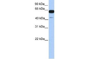 Western Blotting (WB) image for anti-PWWP Domain Containing 2A (PWWP2A) antibody (ABIN2459250) (PWWP2A Antikörper)