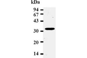 Western Blotting (WB) image for anti-Cyclin D2 (CCND2) antibody (ABIN487478) (Cyclin D2 Antikörper)