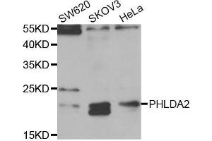 Western blot analysis of extracts of various cell lines, using PHLDA2 antibody (ABIN5973675) at 1/1000 dilution. (PHLDA2 Antikörper)