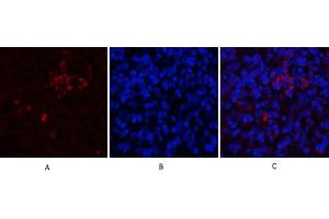 Immunofluorescence analysis of rat spleen tissue. (CD81 Antikörper  (Internal Region))