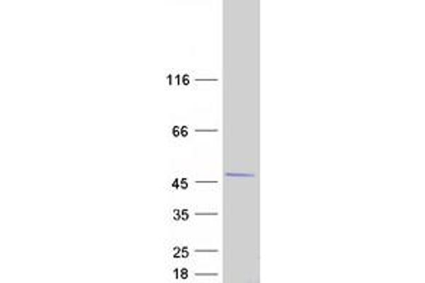 H2AFY2 Protein (Myc-DYKDDDDK Tag)