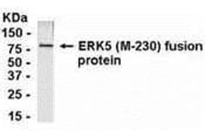Western Blotting (WB) image for anti-Mitogen-Activated Protein Kinase 7 (MAPK7) (AA 341-570) antibody (ABIN2468154) (MAPK7 Antikörper  (AA 341-570))