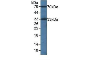 Western Blotting (WB) image for Interleukin 35 (IL35) ELISA Kit (ABIN6574300)