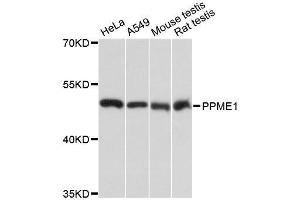 Western blot analysis of extracts of various cell lines, using PPME1 antibody. (PPME1 Antikörper  (AA 1-160))