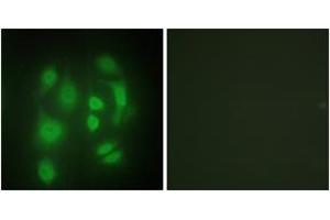 Immunofluorescence analysis of HepG2 cells, using hnRNP Q Antibody. (SYNCRIP Antikörper  (AA 236-285))