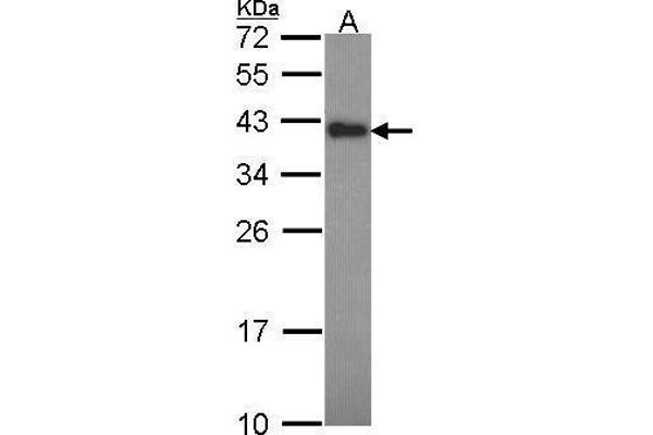 CIAPIN1 Antikörper