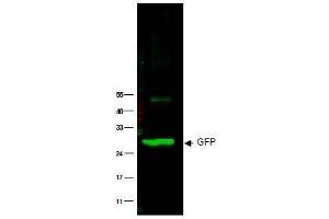 Image no. 1 for anti-Green Fluorescent Protein (GFP) antibody (ABIN401203) (GFP Antikörper)