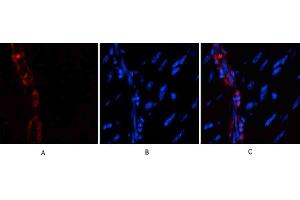 Immunofluorescence analysis of mouse heart tissue. (alpha-SMA (AA 171-220) Antikörper)