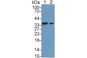 Western Blotting (WB) image for Annexin A5 (ANXA5) ELISA Kit (ABIN6730890)