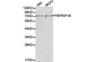 Western Blotting (WB) image for anti-Tumor Necrosis Factor Receptor Superfamily, Member 1B (TNFRSF1B) antibody (ABIN1875134) (TNFRSF1B Antikörper)