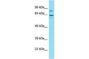 Western Blotting (WB) image for anti-Golgin A6 Family-Like 1 (GOLGA6L1) (N-Term) antibody (ABIN2791557) (GOLGA6L1 Antikörper  (N-Term))