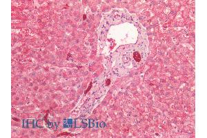 ABIN1781975 (2. (Cytokeratin 19 Antikörper  (AA 285-298))