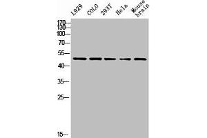 Western Blot analysis of L929 COLO 293T HELA MOUSE-brain cells using PTEN Polyclonal Antibody (PTEN Antikörper)