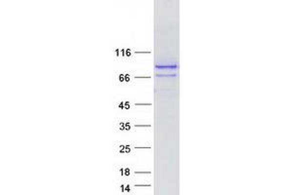 SPG20 Protein (Transcript Variant 4) (Myc-DYKDDDDK Tag)