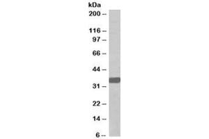 Western blot testing of A431 lysate with MORF4L2 antibody at 0. (MORF4L2 Antikörper)