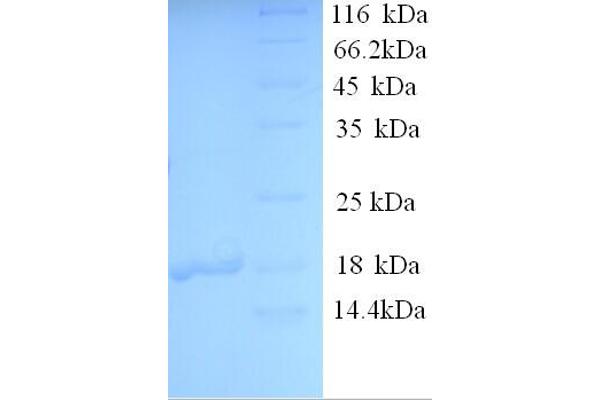 MRFAP1L1 Protein (AA 1-127, full length) (His tag)
