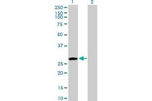 Western Blot analysis of USF1 expression in transfected 293T cell line by USF1 MaxPab polyclonal antibody. (USF1 Antikörper  (AA 1-310))