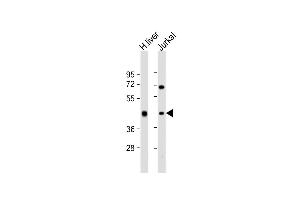 ADH1B Antikörper  (AA 209-237)