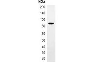 Immunoprecipitation of TAP-tagged protein from HEK293T cells transfected with vector overexpressing TAP tag, using Anti-TAP-tag Antibody. (TAP Tag Antikörper)