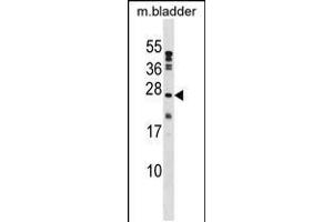 Western blot analysis in mouse bladder tissue lysates (35ug/lane). (PTP4A1 Antikörper  (C-Term))