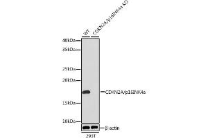 Western blot analysis of extracts from wild type (WT) and CDKN2A/p16INK4a knockout (KO) 293T cells, using CDKN2A/p16INK4a Rabbit mAb (ABIN6131541, ABIN6139280, ABIN6139282 and ABIN7101380) at 1:1000 dilution. (CDKN2A Antikörper)