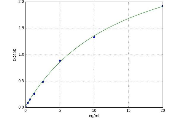 MAGEA3 ELISA Kit