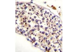 Immunohistochemistry analysis in formalin fixed and paraffin embedded human testis tissue reacted with HAUS3 Antibody (Center) followed by peroxidase conjugation of the secondary antibody and DAB staining. (HAUS3 Antikörper  (Middle Region))