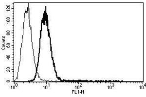 A typical staining pattern with the B-C34 monoclonal antibody of KG-1a cell line (CD34 Class I Antikörper)