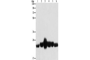 Western Blotting (WB) image for anti-Caveolin 1, Caveolae Protein, 22kDa (CAV1) antibody (ABIN2434259) (Caveolin-1 Antikörper)