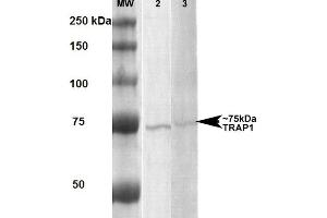 Western Blot analysis of Human, Rat Human A431 and Rat Brain Membrane cell lysates showing detection of ~75 kDa Trap1 protein using Mouse Anti-Trap1 Monoclonal Antibody, Clone 3H4-2H6 . (TRAP1 Antikörper  (FITC))