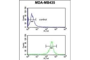 EXTL3 Antibody (N-term) (ABIN652990 and ABIN2842629) flow cytometric analysis of MDA-M cells (bottom histogram) compared to a negative control cell (top histogram). (EXTL3 Antikörper  (N-Term))