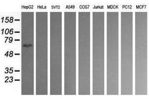 Image no. 2 for anti-CD19 Molecule (CD19) antibody (ABIN1497183) (CD19 Antikörper)