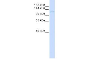 Western Blotting (WB) image for anti-Ubinuclein 1 (UBN1) antibody (ABIN2459132) (Ubinuclein 1 Antikörper)