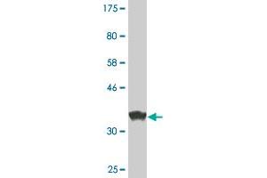 Western Blot detection against Immunogen (36. (MAF Antikörper  (AA 304-403))