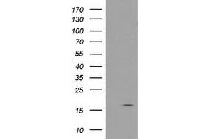 Image no. 1 for anti-Baculoviral IAP Repeat-Containing 5 (BIRC5) antibody (ABIN1501247) (Survivin Antikörper)