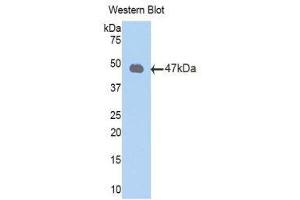 Western Blotting (WB) image for anti-Peroxiredoxin 2 (PRDX2) (AA 6-164) antibody (ABIN1860305) (Peroxiredoxin 2 Antikörper  (AA 6-164))